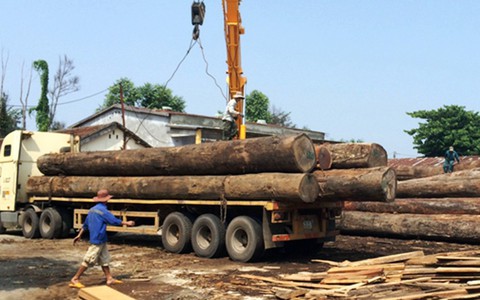 Bị gỗ 'khủng' từ xe tải rơi xuống đè trúng, một tài xế tử vong