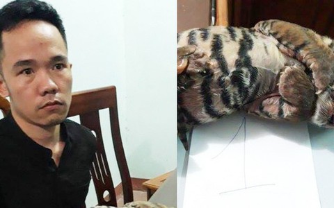 Bắt nghi phạm bán hai con hổ đông lạnh để ngâm rượu
