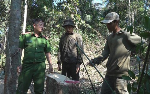 Thêm một vụ phá rừng mà 'chủ rừng không hay biết'