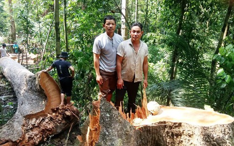 Xác định hai người 'xẻ thịt' rừng phòng hộ ở Quảng Nam