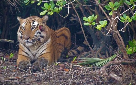 Hổ Bengal có thể tuyệt chủng trong 50 năm tới