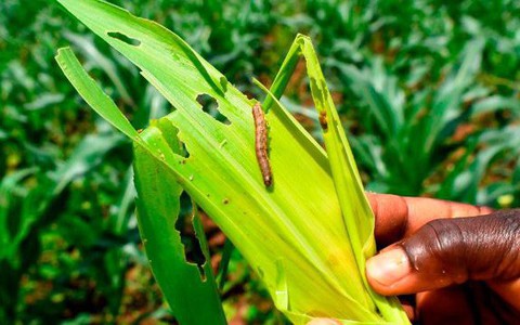 Nông nghiệp Trung Quốc chưa xong tả heo, phải đối mặt sâu keo