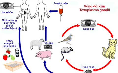 Bệnh nhiễm ký sinh trùng Toxoplasma