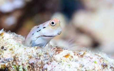 Loài cá nhỏ nhất thế giới ‘cứu’ những dải san hô