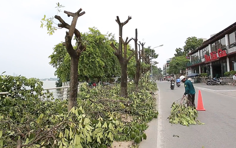 Video: Di dời cả trăm cây hoa sữa đến khu xử lý rác thải Sóc Sơn