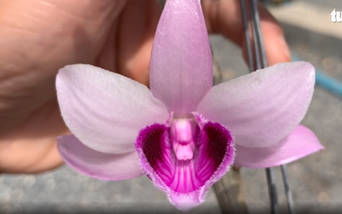 Video: Lạ lẫm cây hoa lan Giả Hạc, vùng Ma Bó có giá 5 tỉ đồng