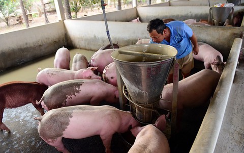 'Lau nước mắt' người nuôi heo