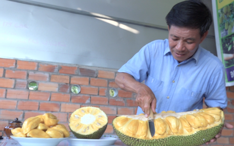 Video: Giống mít 'khổng lồ' của lão nông miền Tây