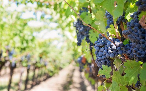 Khám phá con đường rượu vang Toscany - miền trung nước Ý