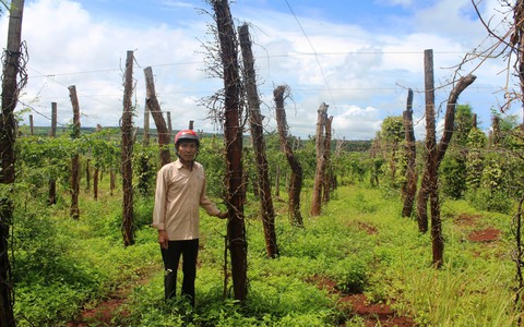 Vượt quy hoạch 100.000ha, hồ tiêu Việt Nam gặp khủng hoảng