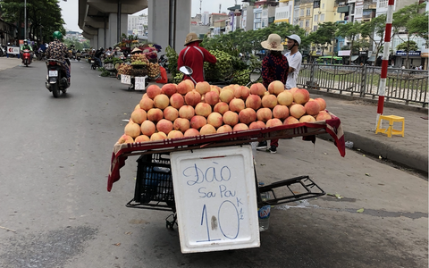 Đào Sa Pa to mọng bán đầy đường thực ra là đào gì?