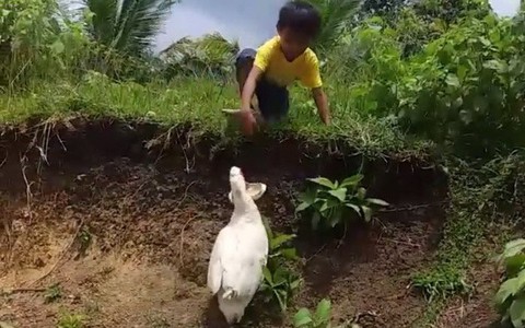 Bật cười cảnh chú vịt nhặt dép dưới hố giùm cậu bé