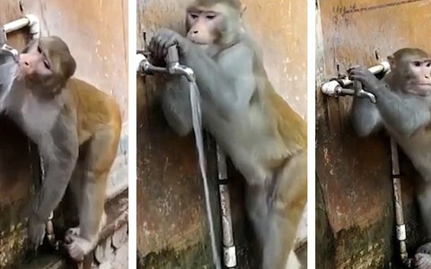 Chú khỉ dễ thương biết khóa vòi nước sau khi uống