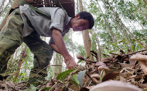 Mùa đi săn nấm, hái 'lộc trời'