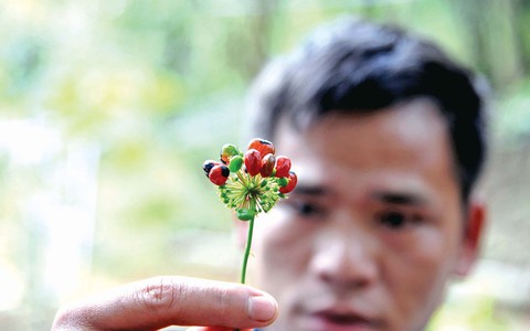 Mùa hái quả sâm Ngọc Linh