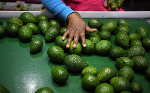 Băng đảng Mexico sẵn sàng giết chóc vì lợi nhuận từ 'vàng xanh'