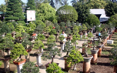 Hai Lúa mần bonsai bạc tỉ