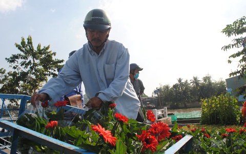 Làng hoa Sa Đéc kẻ khóc người cười, thương lái hủy kèo phút cuối