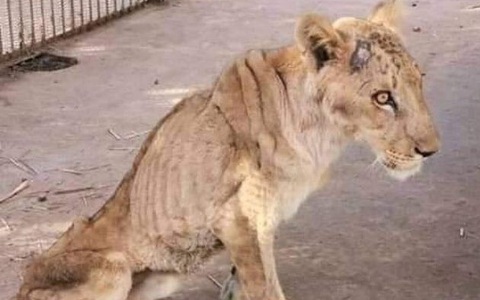 Chúa sơn lâm chỉ còn da bọc xương trong vườn thú châu Phi