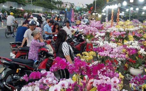 Cận tết, dân Sài Gòn rủ nhau đi 'săn' lan hồ điệp đến khuya