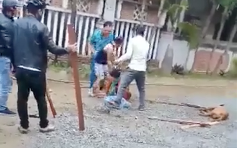 Kinh hoàng cảnh chó pitbull tấn công làm một bà cụ dập nát cánh tay