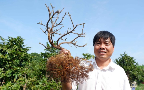 Mai vàng du Tây