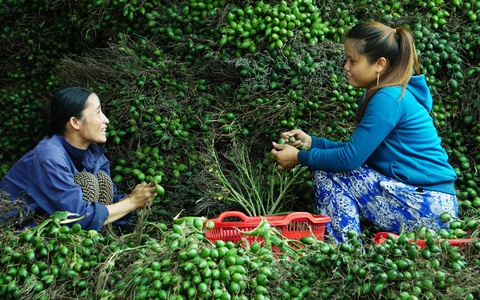 Nhộn nhịp mùa cau ở Tiên Phước, Quảng Nam
