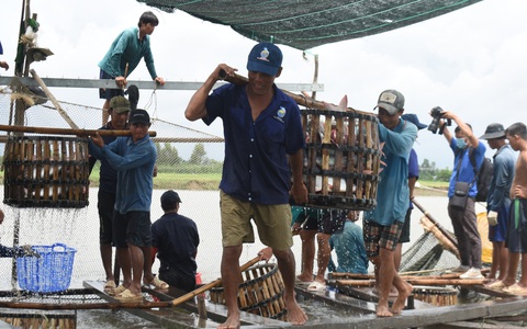 Sau nhiều tháng 'lao dốc', giá cá tra bắt đầu ‘nhích’ lên gần 23.000 đồng/kg