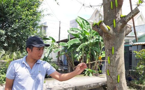 Sâu lạ ăn lá bàng ở Tiền Giang là loại sâu có giá trị trong sản xuất tơ lụa