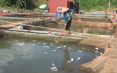 Thủy điện Hòa Bình xả lũ, dân trắng đêm cứu cá