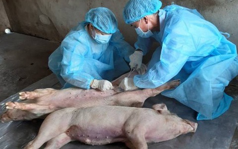 Long An xuất hiện dịch tả heo châu Phi và cúm gia cầm H5N1