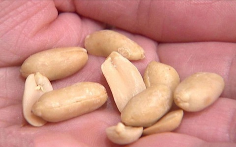Mỹ phê duyệt loại thuốc uống đầu tiên giúp giảm dị ứng đậu phộng