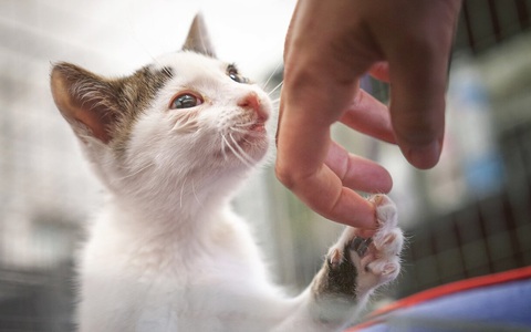 Động vật thí nghiệm được ‘nghỉ hưu’ khi xong nhiệm vụ