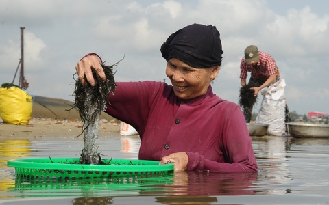 Ngâm mình trên sông vớt rong câu lúc bình minh