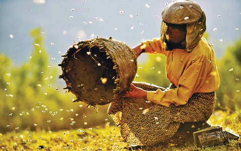 Honeyland - Phim tài liệu kỳ tích chưa từng có trong lịch sử Oscar