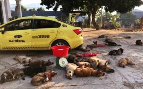 Mang cả taxi đi chở 22 con chó bắt trộm được