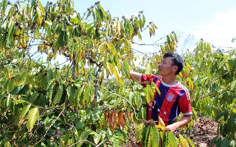 Tây Nguyên sẽ đối mặt với hạn nặng vào giữa tháng 3