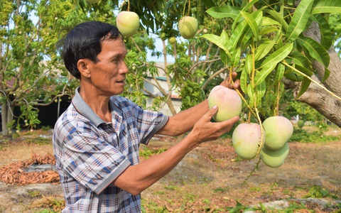'Thủ phủ' xoài miền Trung... kêu cứu vì chín đỏ cây mà không ai mua