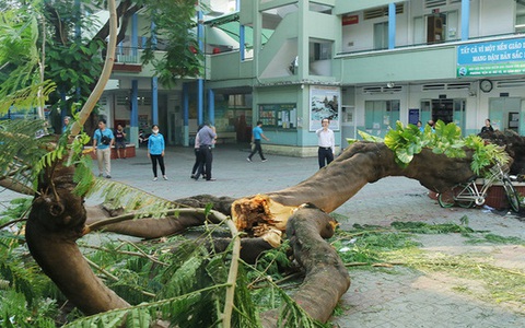 TP.HCM sẽ có quy chế quản lý, chăm sóc cây xanh trường học