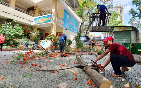 Các trường đua nhau 'tỉa cành, mé nhánh' cây cối đến... trụi lủi?