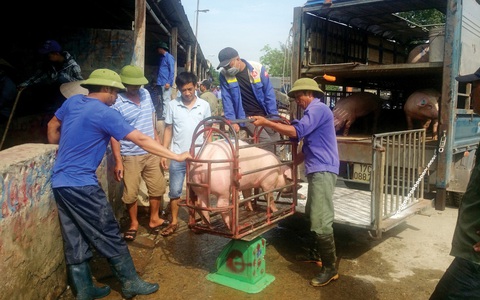 Vào chợ lợn lớn nhất miền Bắc