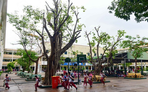 Khảo sát 21 trường học tại TP.HCM: cây xanh cắt tỉa chưa đúng kỹ thuật