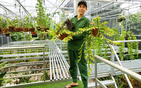 Vườn lan tiền tỉ của chàng bộ đội xuất ngũ