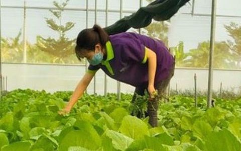 Bình Dương xem xét vụ 'lùm xùm' thanh tra nông trại của Vinamit