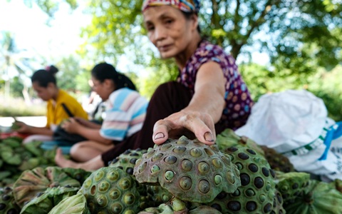 Thu hơn trăm triệu đồng mỗi vụ ở vựa sen lớn nhất miền Bắc