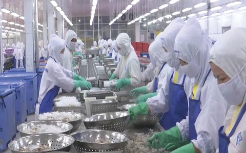 'Vựa tôm xuất khẩu' thắng lớn