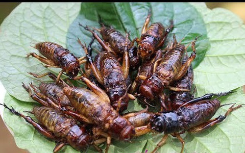Cha cho ăn dế chiên giòn, bé trai 3 tuổi bị sốc phản vệ nguy kịch