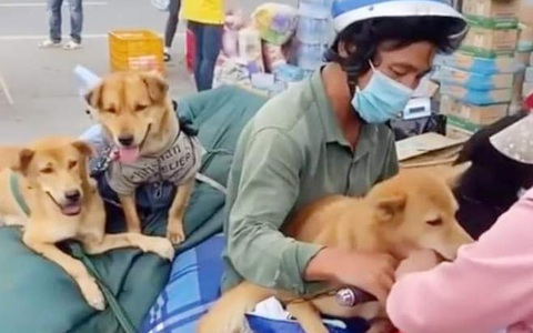 Cà Mau yêu cầu báo cáo vụ tiêu hủy 13 con chó của người về quê