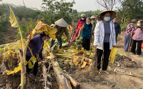 Bị kẻ lạ phá tan hàng nghìn m2 chuối sắp thu hoạch, hơn nửa tháng bà con chưa được trả lời