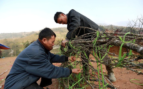 Không phải đào rừng vẫn xin dán tem